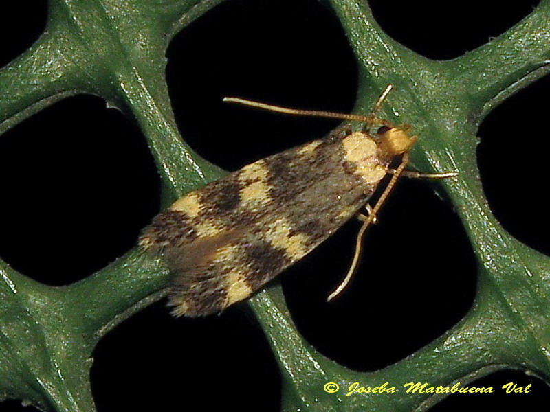Cfr. Oegoconia quadripuncta - Autostichidae